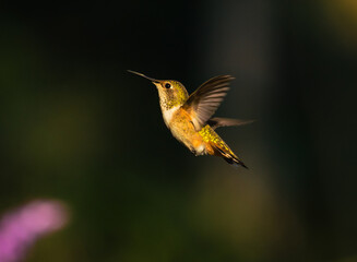 a male rufous hummingbird in flight  © buttbongo
