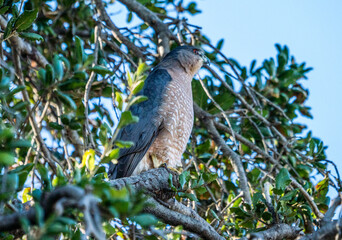 Coopers hawk in an oak tree
