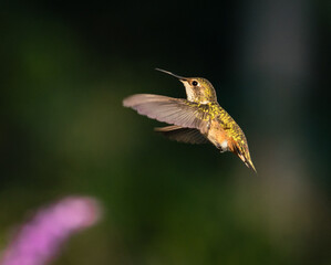 a male rufous hummingbird in flight 