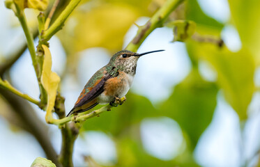 Hummingbird on perch 