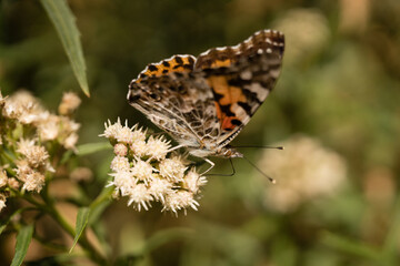 Fototapeta na wymiar Painted Lady butterflies
