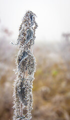 Frozen stalk of nettle with withered leaves covered with hoarfrost