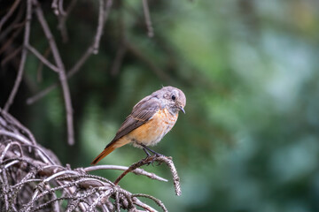 The common redstart female, Phoenicurus phoenicurus, is photographed in close-up sitting on a branch against a blurred background.