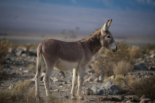 Donkey or burro in the desert of California. 