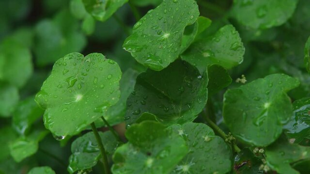 Rain drop on Centella asiatica leafs Is moving in nature