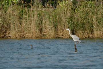 一方を見つめる二羽の鳥