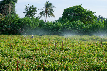Gardeners are opening sprinklers. to water the vegetables