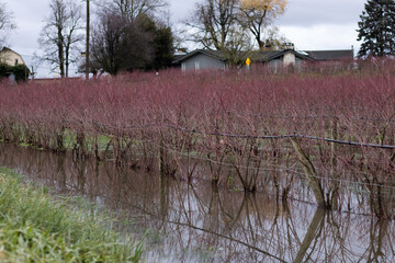 Flooding of blueberry crop after rainstorm in Sumas Abbotsford BC
