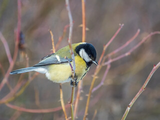 Cute bird Great tit, songbird sitting on a branch without leaves in the autumn or winter.