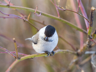 Cute bird the willow tit, song bird sitting on a branch without leaves in the winter.