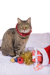 Brown tabby cat wearing red tinsel, sitting next to a stocking with gifts and colorful Christmas baubles at her feet; looking at the viewer