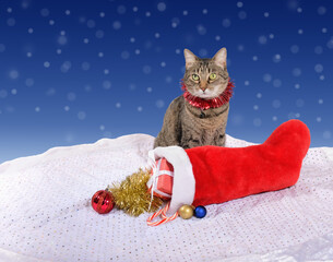 Brown tabby cat wearing a red tinsel collar, sitting behind a stocking with gifts and colorful Christmas baubles and golden tinsel; on blue and white bokeh background