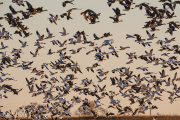 A massive flock of ducks take flight from an empty field in East Arkansas. Multiple hundreds of ducks during their winter migration
