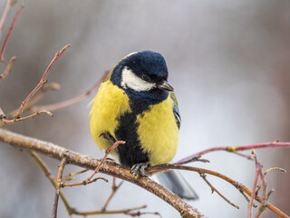 Obraz premium Cute bird Great tit, songbird sitting on a branch without leaves in the autumn or winter.