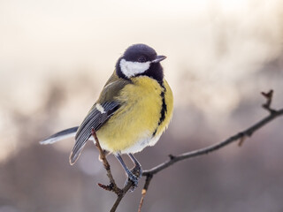 Fototapeta premium Cute bird Great tit, songbird sitting on a branch without leaves in the autumn or winter.
