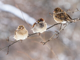 Three Sparrows sits on a branch without leaves.