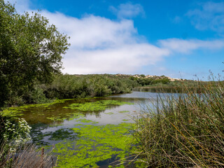 Lake view