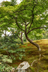 The maple tree in the park covered with moss. Kyoto. Japan