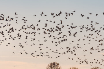 A massive flock of ducks take flight from an empty field in East Arkansas. Multiple hundreds of ducks during their winter migration