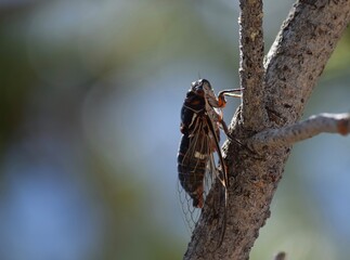 Langosta Insecto Saltamontes