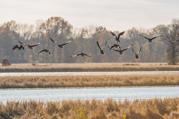 A massive flock of ducks take flight from an empty field in East Arkansas. Multiple hundreds of ducks during their winter migration