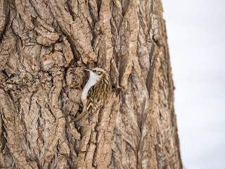 Little bird Eurasian treecreeper crawling on a tree in winter. Nature background. Bird: Short toed Treecreeper. Certhia brachydactyla.