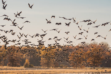 A massive flock of ducks take flight from an empty field in East Arkansas. Multiple hundreds of...