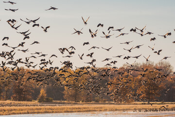 A massive flock of ducks take flight from an empty field in East Arkansas. Multiple hundreds of ducks during their winter migration