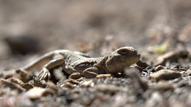 A small brown lizard blending in with the rocks and sand of a high altitude desert in Nepal.