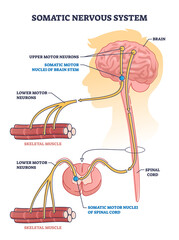 Somatic nervous system with human brain impulse to muscle outline diagram. Labeled educational upper motor neurons and nuclei of brain stem description vector illustration. Voluntary or peripheral SNS - obrazy, fototapety, plakaty