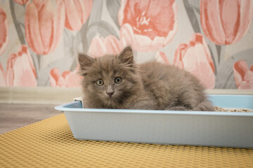Little cute gray fluffy kitten hid in a blue cat tray and looks at the camera