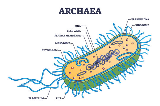 Archaea or archaebacteria detailed anatomical inner structure outline diagram. Labeled educational microbiology organism parts explanation with microscopic prokaryote closeup vector illustration.