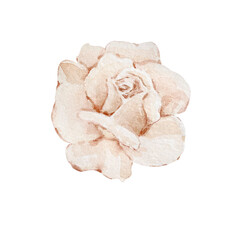Watercolor illustration, light beige rose