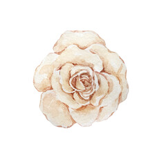 Watercolor illustration, light beige rose