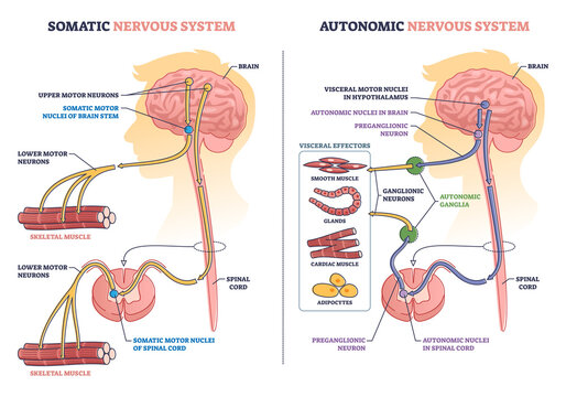 Somatic vs autonomic nervous system division in human brain outline diagram. Labeled educational visceral motor nuclei and upper motor neurons differences in body muscle control vector illustration.