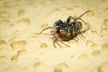 close up of a spider that captures a fly looking for food, on a yellow background
