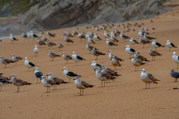 beach sand and sun and many sea birds