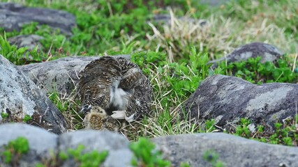 ライチョウの親子(rock ptarmigan)
