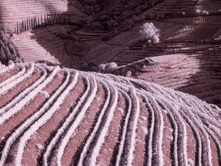 Portugal, Douro Valley. Vineyards draping hillside