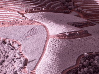 Portugal, Douro Valley. Vineyards draping hillside