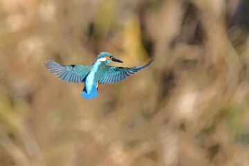 ホバリングして魚を探すカワセミ