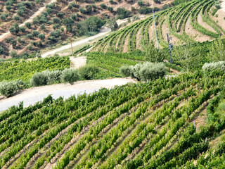 Portugal, Douro Valley. Terraced vineyards lining the hills