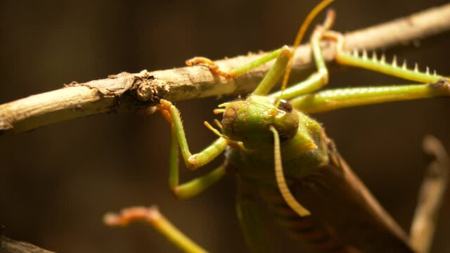 Macro shot of Grasshopper facing the camera