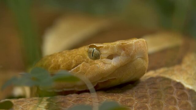 Close-up of a Golden Lancehead (Bothrops insularis).