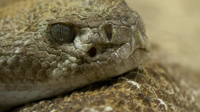Epic close-up of an Eastern diamondback rattlesnake (Crotalus adamanteus).