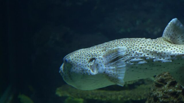 A close-up view of a swimming Fugu, blowfish.