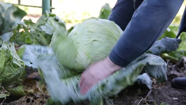 A woman cuts a head of cabbage from the garden. Growing natural vegetables in the country, agriculture, close-up
