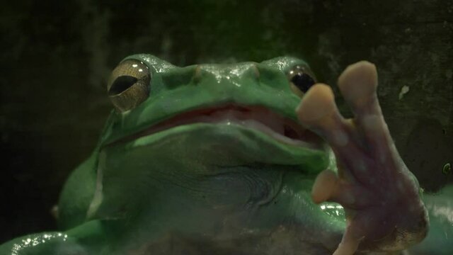 Close-up of an Australian green tree frog (Ranoidea caerulea)