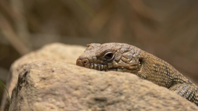 Close-up of a Cunningham's spiny-tailed skink (Egernia cunninghami) resting on a stone in a dry environment.