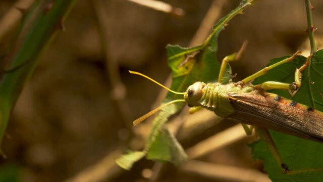 Tracking shot of a grasshopper in motion.